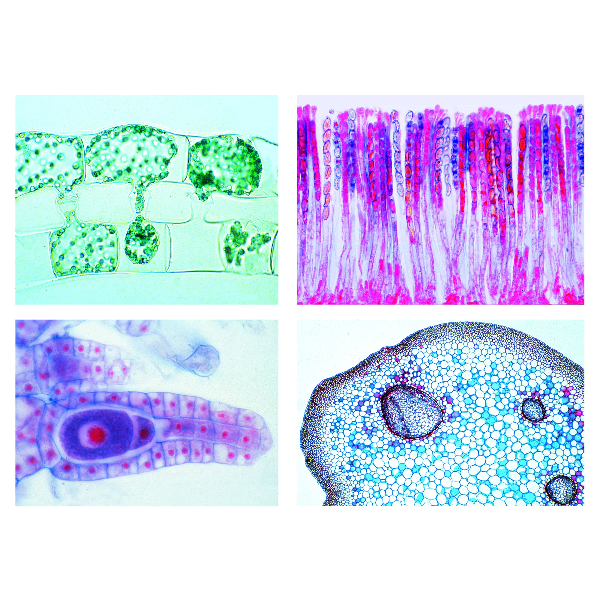 Cryptogames, série élémentaire