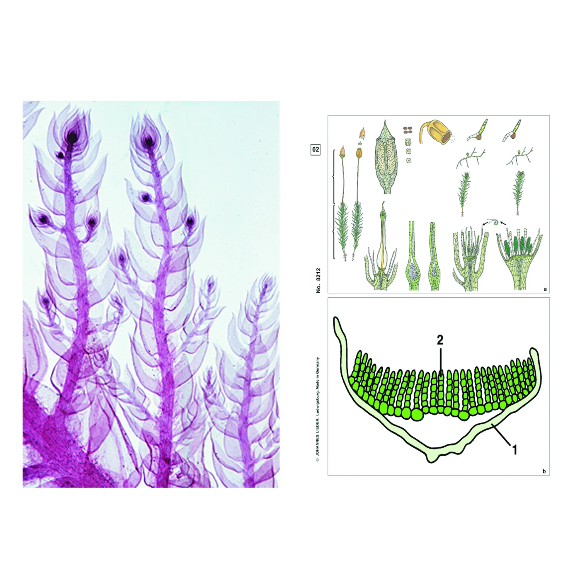 Plantes sans fleurs (Cryptogamae), kit étudiant complémentaire (12 préparations),