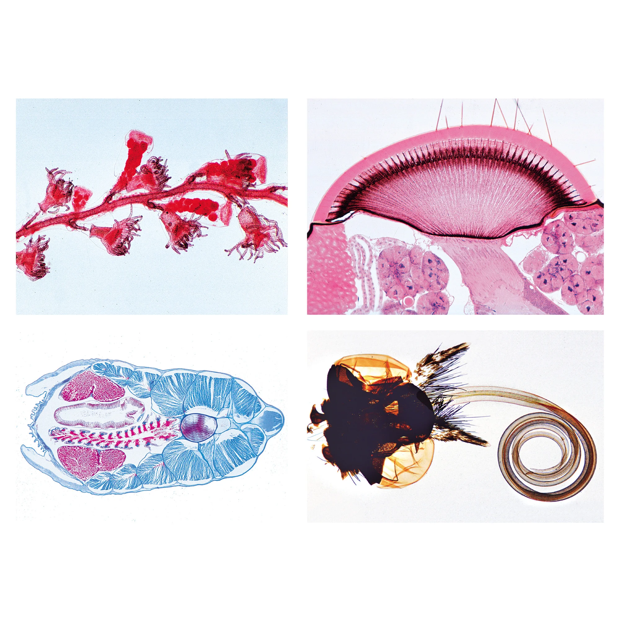 invertébrés, série complémentaire (50 Präp.)