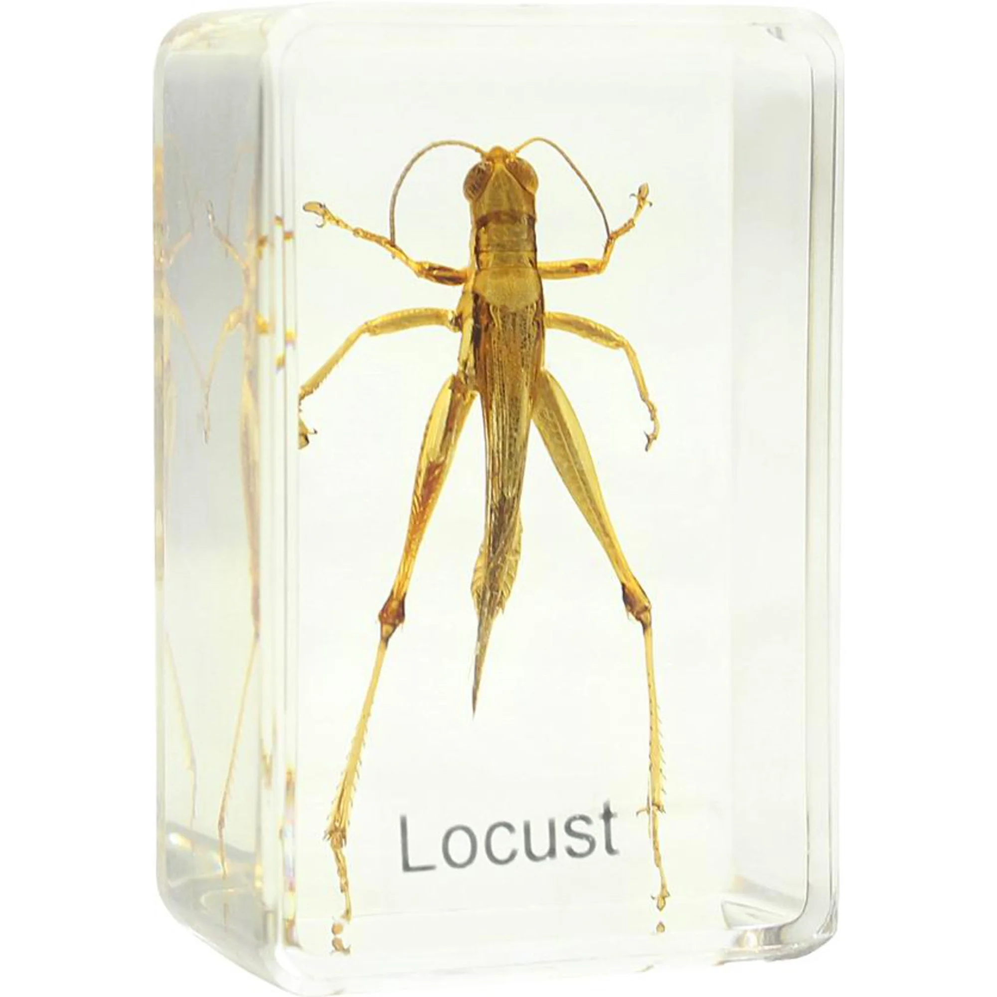 Préparation permanante  sauterelle