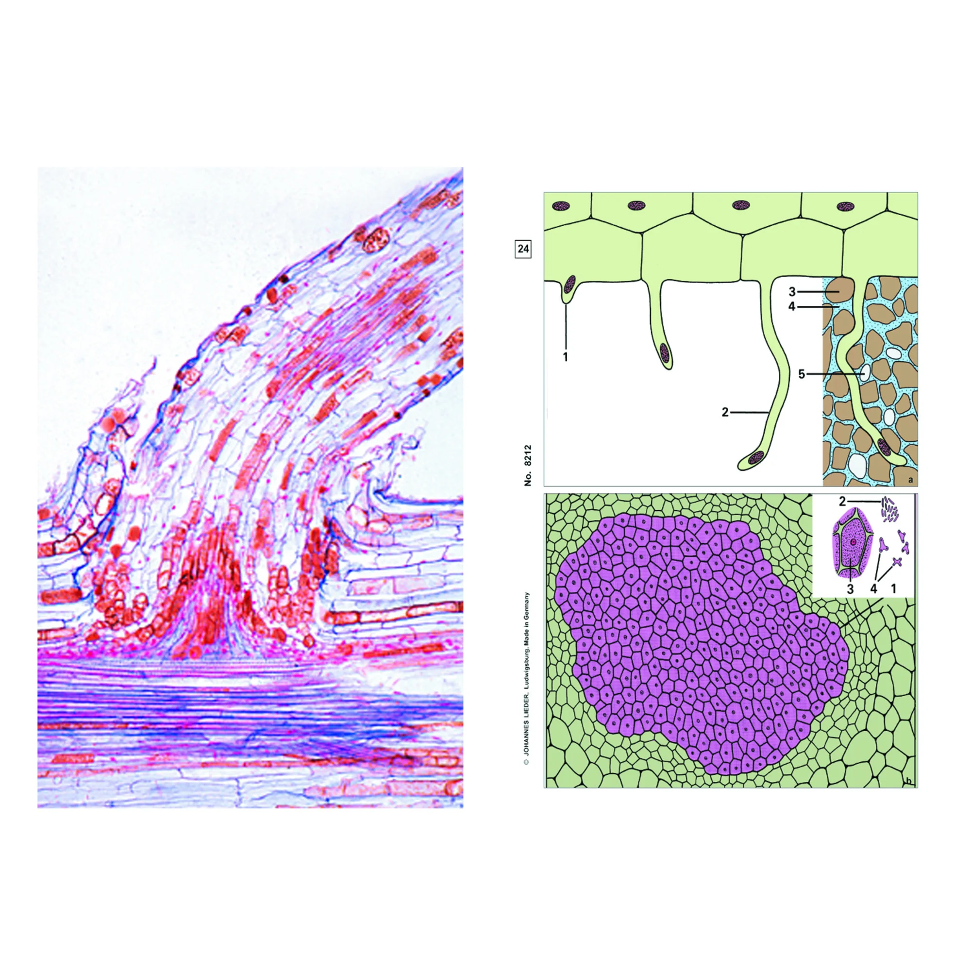 Plantes à fleurs, racines, gamme complémentaire (12 préparations), kit étudiant
