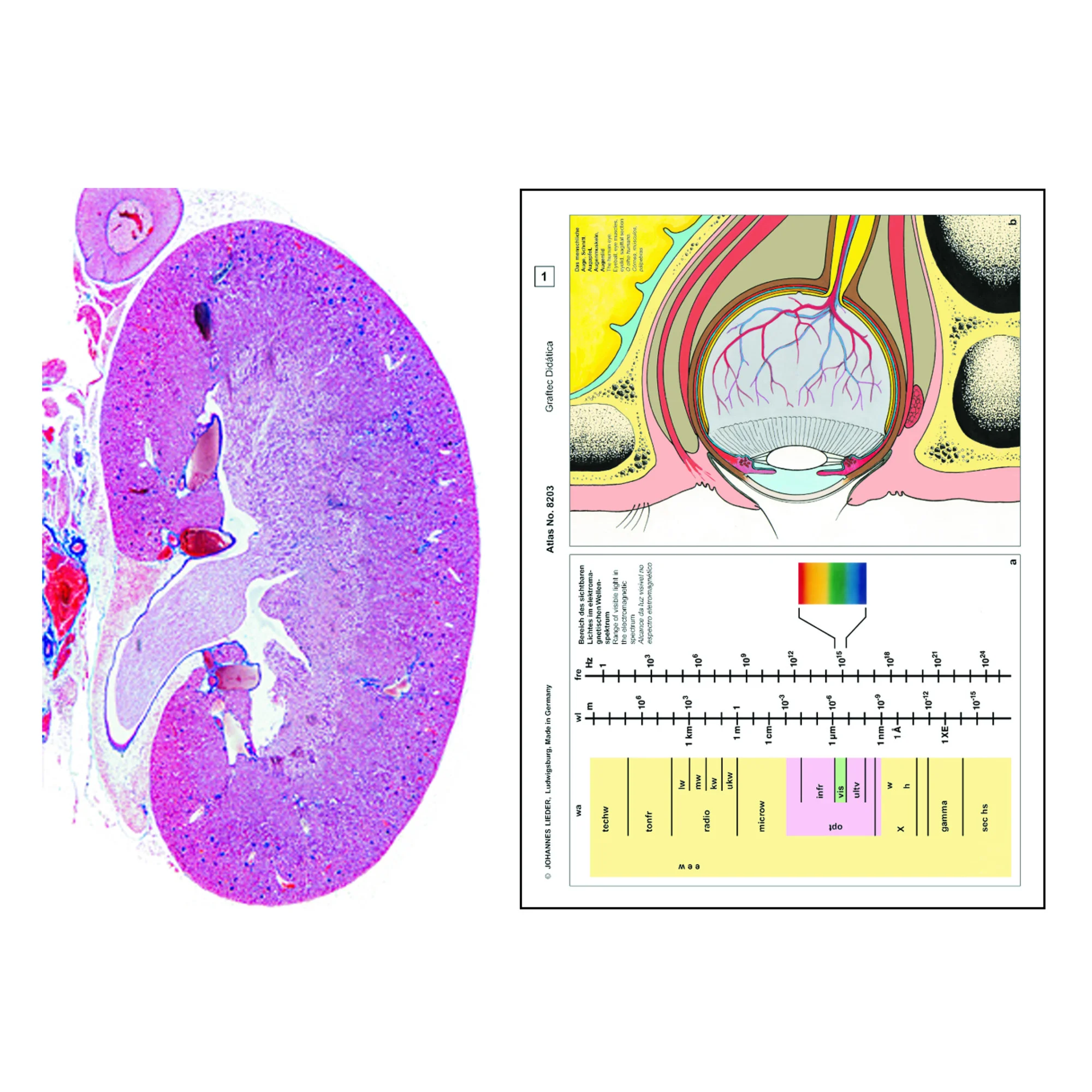 Histologie humaine et annimale, complément (12 préparations), kit étudiant