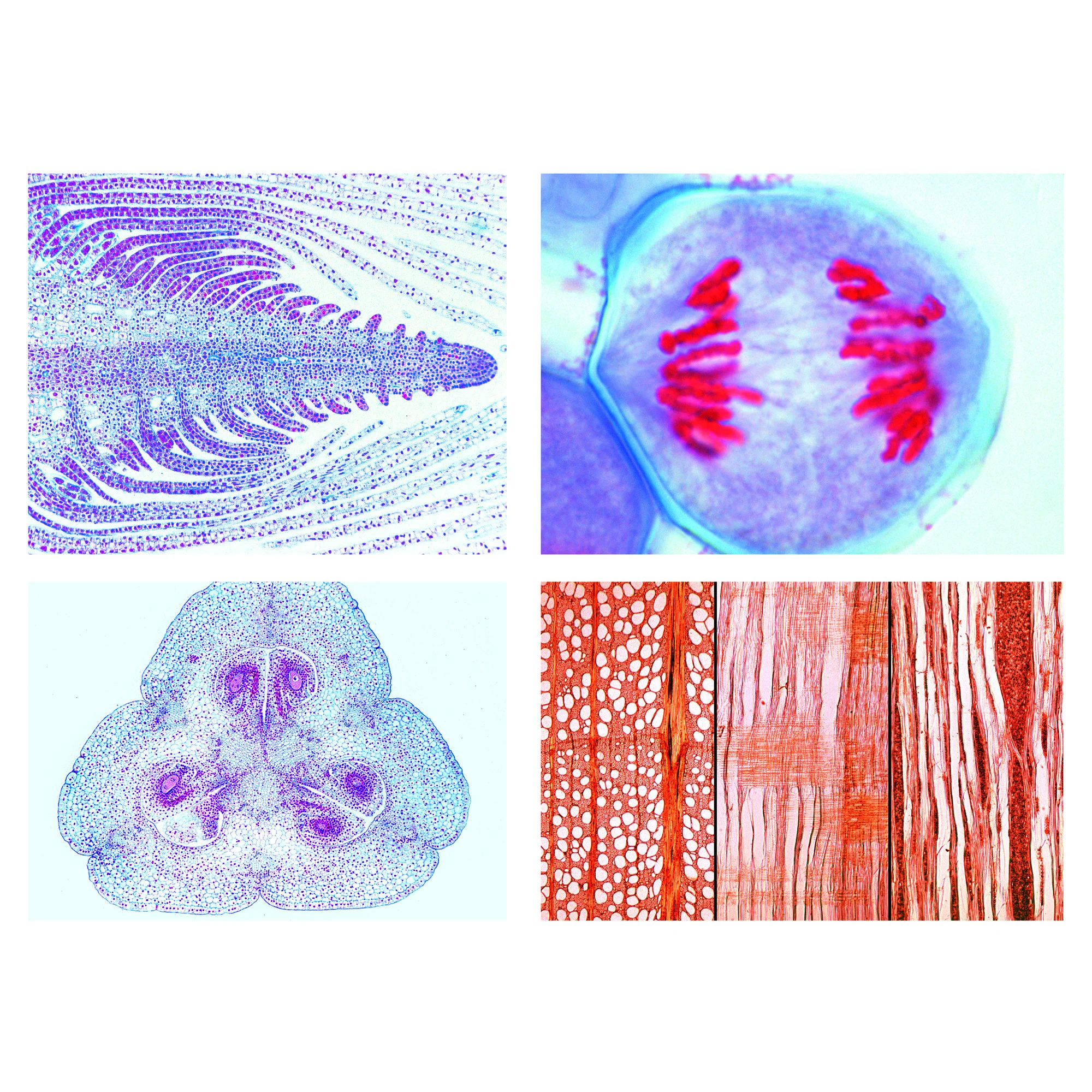 Plantes à fleurs (Phanerogamae), gamme complémentaire. 50 préparations.