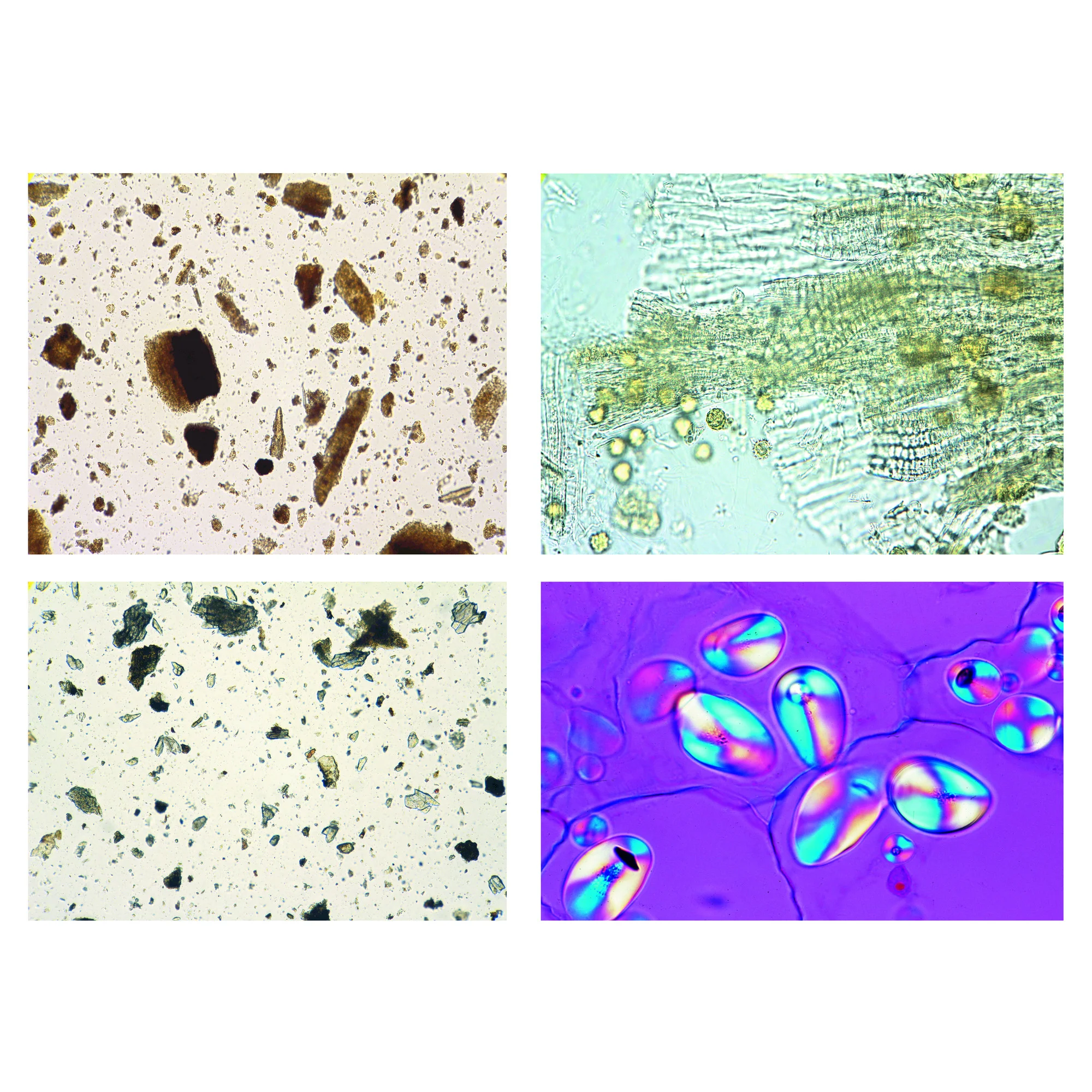 Médicament en poudre (25 préparations)