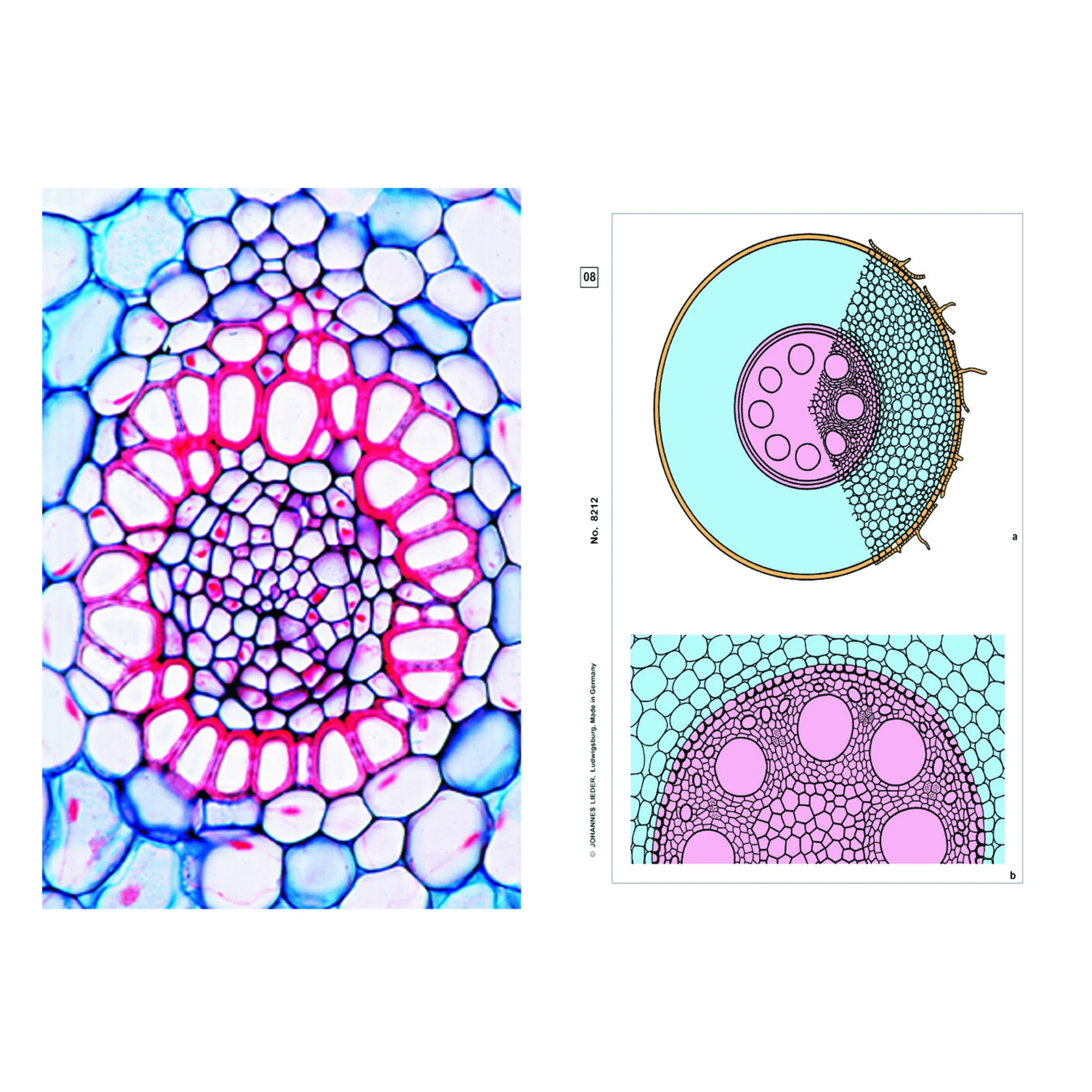Plantes à fleurs, racines, gamme de base (6 préparations), kit étudiant