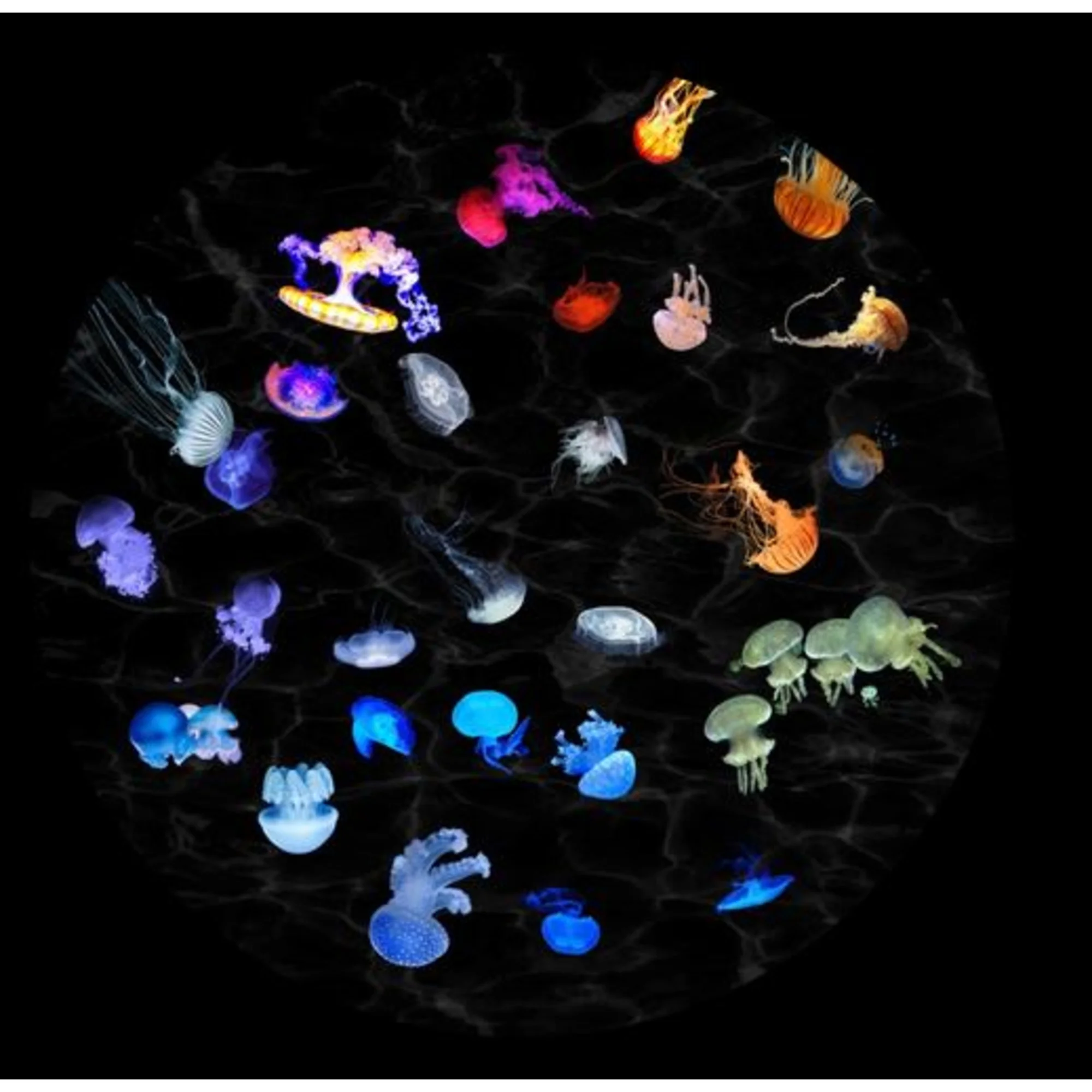 Diapositive pour le planetarium Sega Homestar « Méduses »