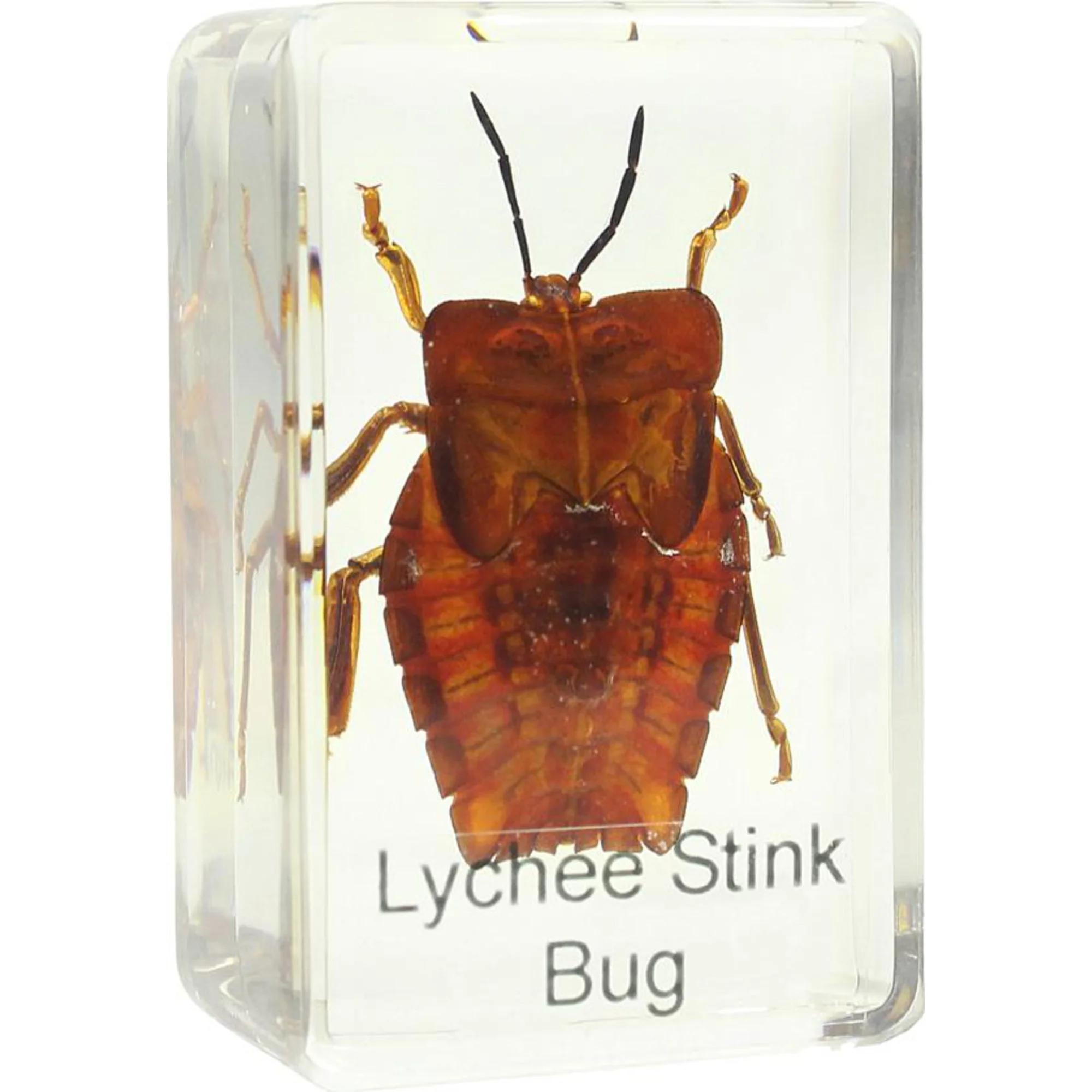 Préparation permanante  punaise des bois